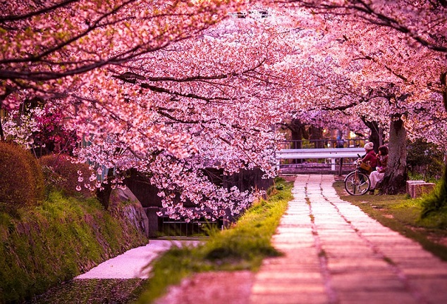 Khám phá vẻ đẹp bốn mùa ở đất nước Nhật Bản